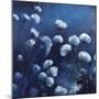 Moonlit Flowers-Tim O'toole-Mounted Giclee Print