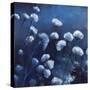 Moonlit Flowers-Tim O'toole-Stretched Canvas