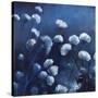 Moonlit Flowers-Tim O'toole-Stretched Canvas