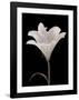 Moonlit Lily-Ryuichi Okano-Framed Art Print