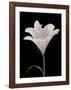 Moonlit Lily-Ryuichi Okano-Framed Art Print