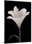 Moonlit Lily-Ryuichi Okano-Mounted Art Print