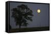 Moonrise Lone Tree-Robert Goldwitz-Framed Stretched Canvas