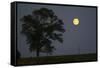 Moonrise Lone Tree-Robert Goldwitz-Framed Stretched Canvas