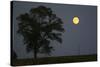 Moonrise Lone Tree-Robert Goldwitz-Stretched Canvas