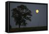 Moonrise Lone Tree-Robert Goldwitz-Framed Stretched Canvas