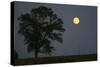 Moonrise Lone Tree-Robert Goldwitz-Stretched Canvas