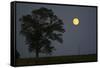 Moonrise Lone Tree-Robert Goldwitz-Framed Stretched Canvas