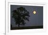 Moonrise Lone Tree-Robert Goldwitz-Framed Photographic Print