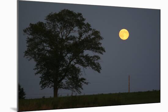 Moonrise Lone Tree-Robert Goldwitz-Mounted Photographic Print