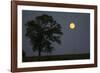 Moonrise Lone Tree-Robert Goldwitz-Framed Photographic Print