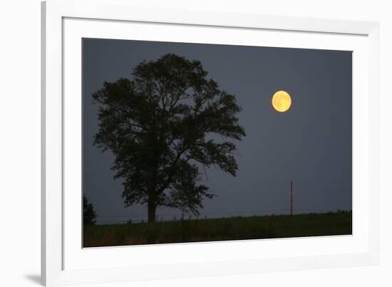 Moonrise Lone Tree-Robert Goldwitz-Framed Photographic Print