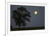 Moonrise Lone Tree-Robert Goldwitz-Framed Photographic Print