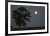 Moonrise Lone Tree-Robert Goldwitz-Framed Photographic Print