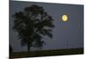 Moonrise Lone Tree-Robert Goldwitz-Mounted Photographic Print