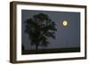 Moonrise Lone Tree-Robert Goldwitz-Framed Photographic Print