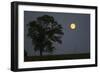 Moonrise Lone Tree-Robert Goldwitz-Framed Photographic Print