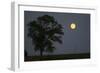 Moonrise Lone Tree-Robert Goldwitz-Framed Photographic Print