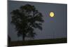 Moonrise Lone Tree-Robert Goldwitz-Mounted Photographic Print
