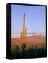 Moonrise Over Saguaro Cactus and Ajo Mountains, Organ Pipe National Monument, Arizona, USA-Scott T. Smith-Framed Stretched Canvas