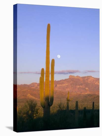 Moonrise Over Saguaro Cactus and Ajo Mountains, Organ Pipe National Monument, Arizona, USA-Scott T. Smith-Stretched Canvas