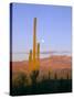 Moonrise Over Saguaro Cactus and Ajo Mountains, Organ Pipe National Monument, Arizona, USA-Scott T. Smith-Stretched Canvas