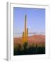 Moonrise Over Saguaro Cactus and Ajo Mountains, Organ Pipe National Monument, Arizona, USA-Scott T. Smith-Framed Photographic Print