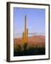 Moonrise Over Saguaro Cactus and Ajo Mountains, Organ Pipe National Monument, Arizona, USA-Scott T. Smith-Framed Photographic Print