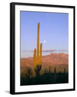 Moonrise Over Saguaro Cactus and Ajo Mountains, Organ Pipe National Monument, Arizona, USA-Scott T. Smith-Framed Photographic Print