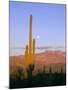 Moonrise Over Saguaro Cactus and Ajo Mountains, Organ Pipe National Monument, Arizona, USA-Scott T. Smith-Mounted Photographic Print