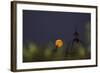 Moonrise Seen from a Hotel, Rome, Italy-Françoise Gaujour-Framed Photographic Print