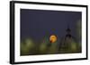 Moonrise Seen from a Hotel, Rome, Italy-Françoise Gaujour-Framed Photographic Print