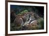 Moonschein Lovers-Gianfranco Barbieri-Framed Giclee Print