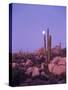 Moonset Desert Scenic and Boojum Cactus, Catavina, Mexico-Stuart Westmoreland-Stretched Canvas