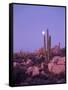 Moonset Desert Scenic and Boojum Cactus, Catavina, Mexico-Stuart Westmoreland-Framed Stretched Canvas