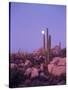 Moonset Desert Scenic and Boojum Cactus, Catavina, Mexico-Stuart Westmoreland-Stretched Canvas