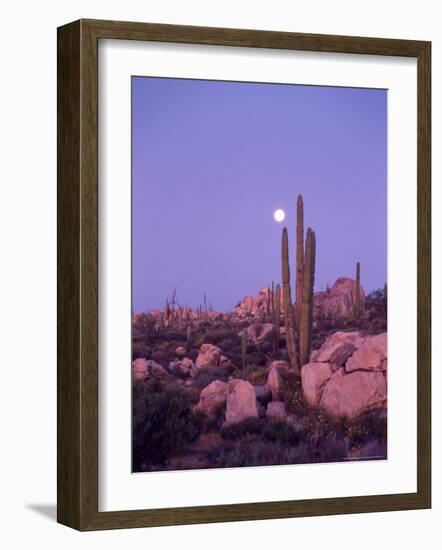 Moonset Desert Scenic and Boojum Cactus, Catavina, Mexico-Stuart Westmoreland-Framed Photographic Print