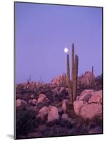 Moonset Desert Scenic and Boojum Cactus, Catavina, Mexico-Stuart Westmoreland-Mounted Photographic Print