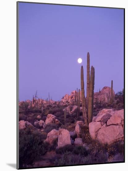 Moonset Desert Scenic and Boojum Cactus, Catavina, Mexico-Stuart Westmoreland-Mounted Photographic Print