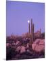 Moonset Desert Scenic and Boojum Cactus, Catavina, Mexico-Stuart Westmoreland-Mounted Photographic Print