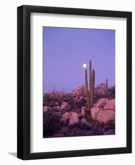 Moonset Desert Scenic and Boojum Cactus, Catavina, Mexico-Stuart Westmoreland-Framed Premium Photographic Print