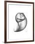 Moonsnail 3-Albert Koetsier-Framed Premium Giclee Print