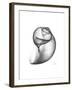 Moonsnail 3-Albert Koetsier-Framed Premium Giclee Print