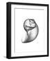 Moonsnail 3-Albert Koetsier-Framed Premium Giclee Print