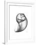 Moonsnail 3-Albert Koetsier-Framed Premium Giclee Print