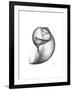 Moonsnail 3-Albert Koetsier-Framed Premium Giclee Print