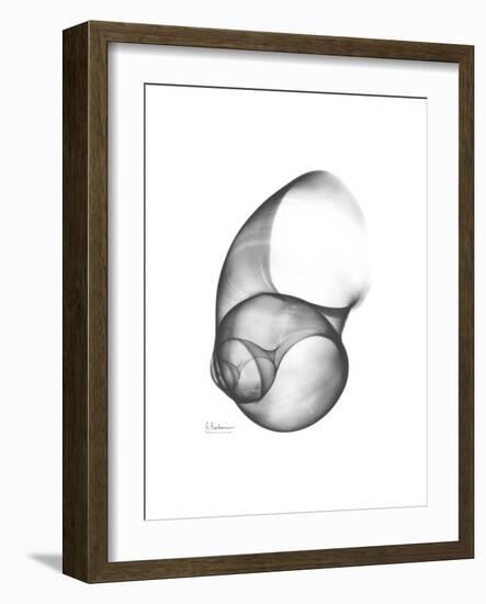 Moonsnail 4-Albert Koetsier-Framed Premium Giclee Print