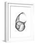 Moonsnail 4-Albert Koetsier-Framed Premium Giclee Print