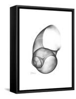 Moonsnail 4-Albert Koetsier-Framed Stretched Canvas