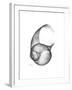 Moonsnail 4-Albert Koetsier-Framed Premium Giclee Print